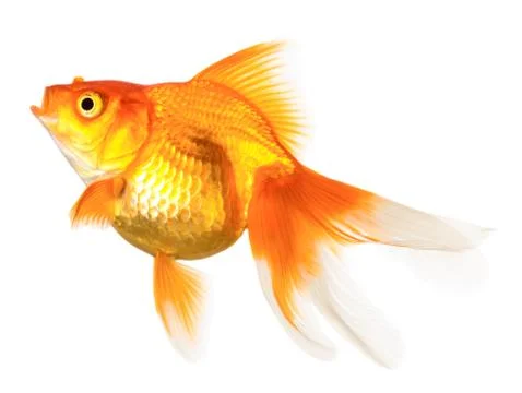 Gold fish Stock Photos