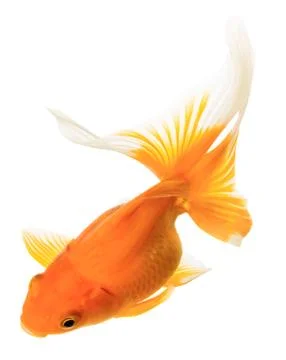 Gold fish Stock Photos