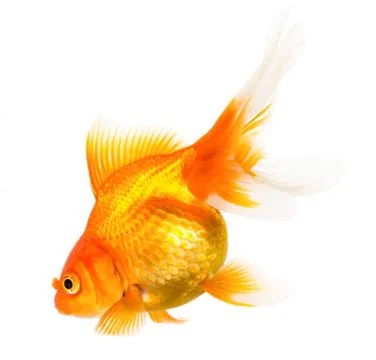 Gold fish Stock Photos