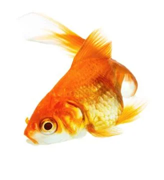 Gold fish Stock Photos