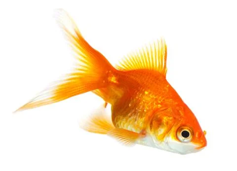 Gold fish Stock Photos