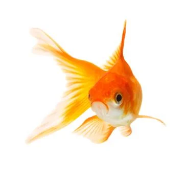 Gold fish Stock Photos