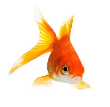 Gold fish Stock Photos