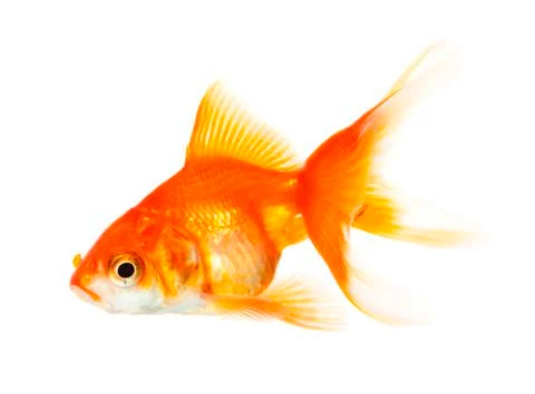 Gold fish Stock Photos