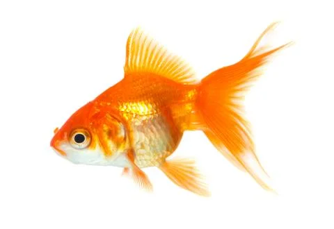 Gold fish Stock Photos