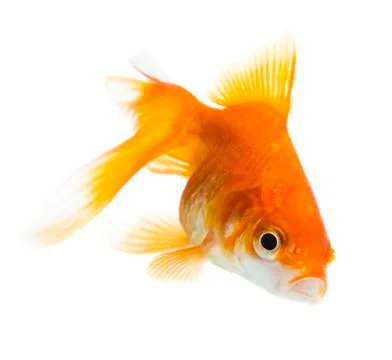 Gold fish Stock Photos