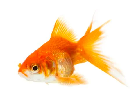 Gold fish Stock Photos