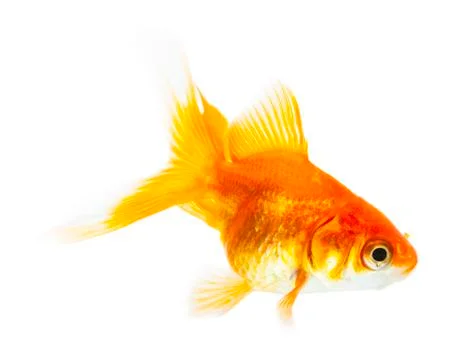 Gold fish Stock Photos