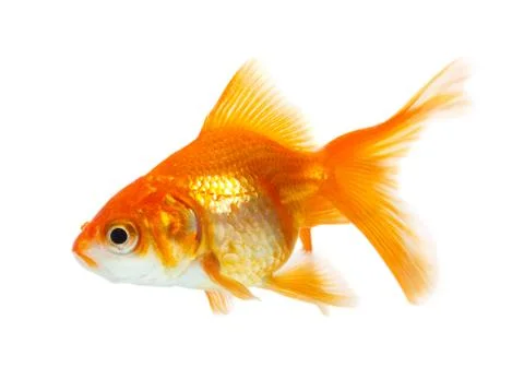 Gold fish Stock Photos