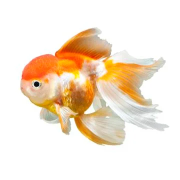 Gold fish Stock Photos