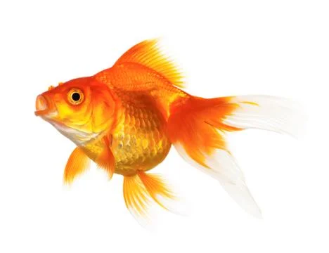 Gold fish Stock Photos