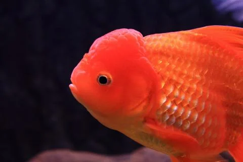 Gold fish Stock Photos