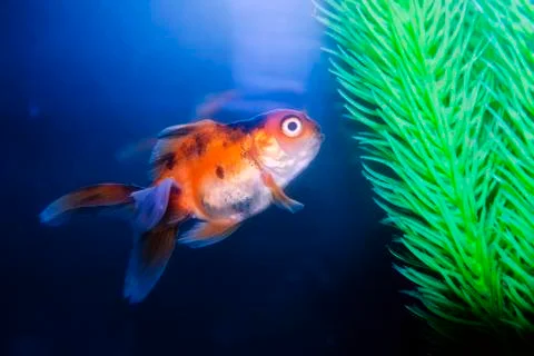 Gold Fish Stock Photos