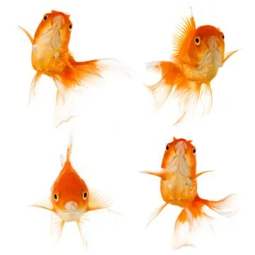 Gold fish Stock Photos