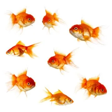 Gold fish Foto stock