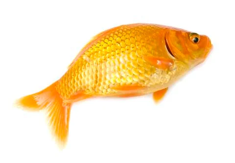 Gold fish Foto stock