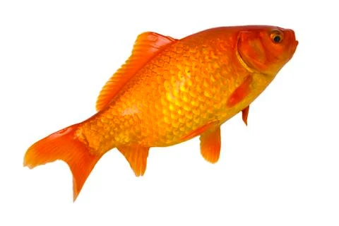 Gold fish Stock Photos