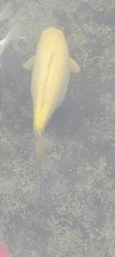 The Gold Fish 库存照片