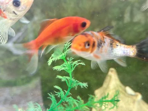 Gold fish Stock Photos