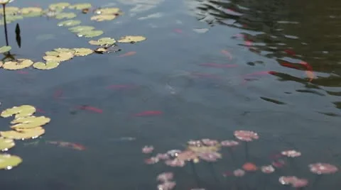 Gold Fish Pond Stock Footage 12111773