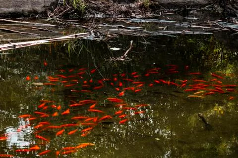 Gold fish pond with the reflection on the sky Stock Photos