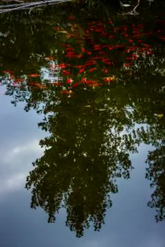 Gold fish pond with the reflection on the sky Stock Photos