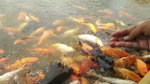 Gold Fish Pool 스톡 동영상 230214306