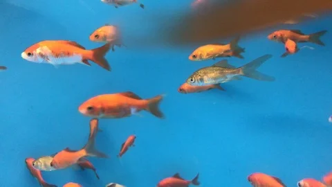 Gold Fish Swimming Stock Footage 86711844