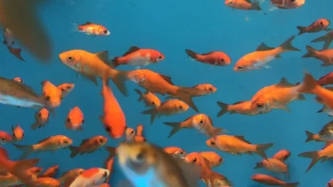 Gold Fish Swimming Stock Footage 86711893
