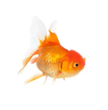 Gold fish on the white background Fotos de archivo