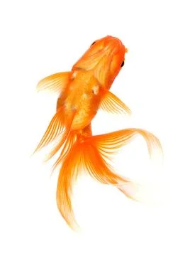 Gold Fish on White Background Stock Photos