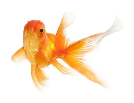 Gold Fish on White Background Stock Photos