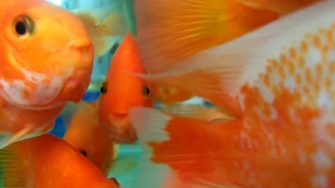 Gold fishes swimming in tank Stock Footage