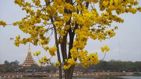 Gold flowers with wind beautiful on tree 스톡 동영상 74607269