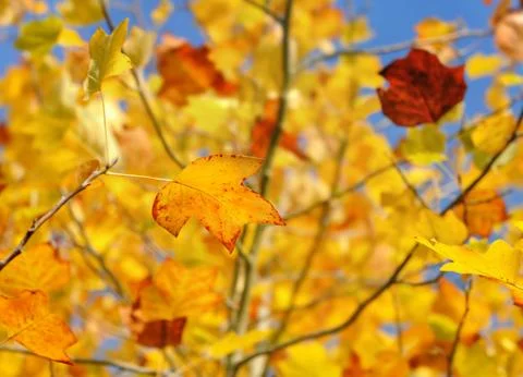 Gold foliage background Stock Photos