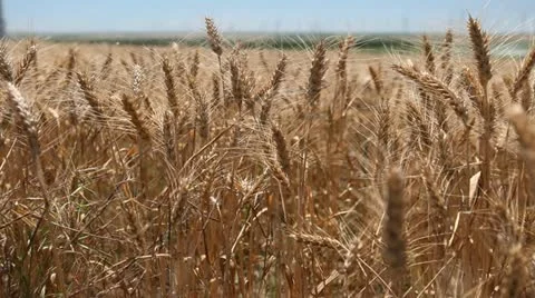 Gold Golden Wheat Fields, Cereal Grass in Summer Season, Countryside, Bio Stock Footage 12466635
