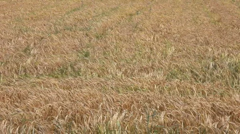 Gold grain Field Stock Footage 419417