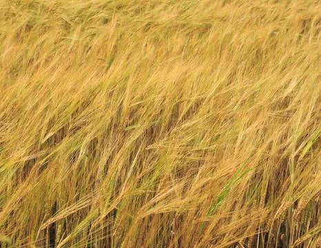 Gold grain Stock Photos