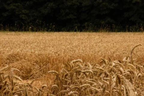 Gold grain Stock Photos