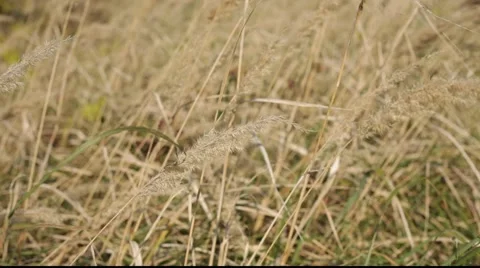 Gold grass change focus 库存影片 890713
