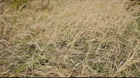 Gold grass field Stock Footage 890715