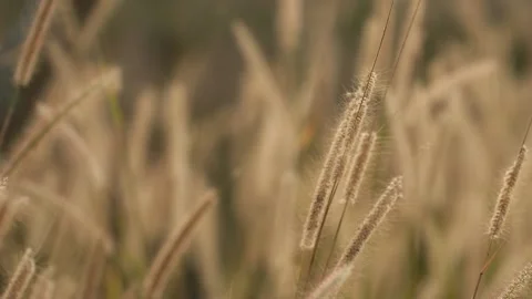Gold grass flower blowing in the wind Stock Footage 149585959