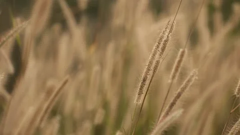 Gold grass flower blowing in the wind Stock Footage 149585986