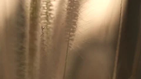 Gold grass flower blowing in the wind Stock Footage 149585995