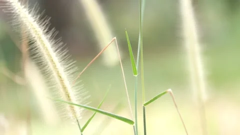 Gold grass flower blowing in the wind, Gold grass flower sway in the wind. Stock Footage 152039409
