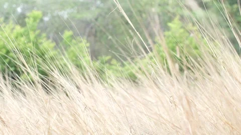 Gold grass flower blowing in the wind, Gold grass flower sway in the wind Stock Footage 152040089