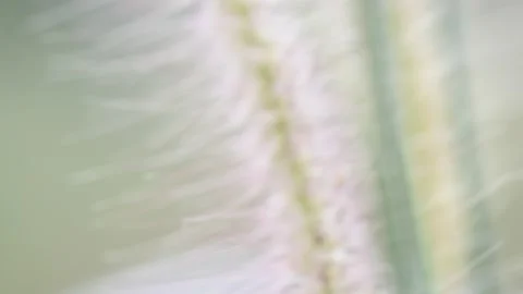 Gold grass flower blowing in the wind, Gold grass flower sway in the wind. Stock Footage 152040384