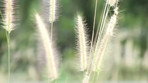 Gold grass flower blowing in the wind, Gold grass flower sway in the wind . Stock Footage 152040720