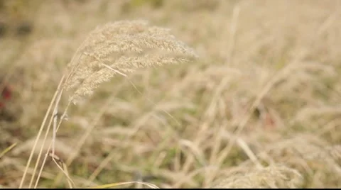 Gold grass 库存影片 890706