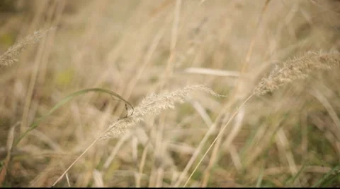 Gold grass Stock Footage 890720